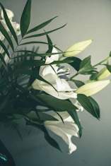 a white flower with green leaves
