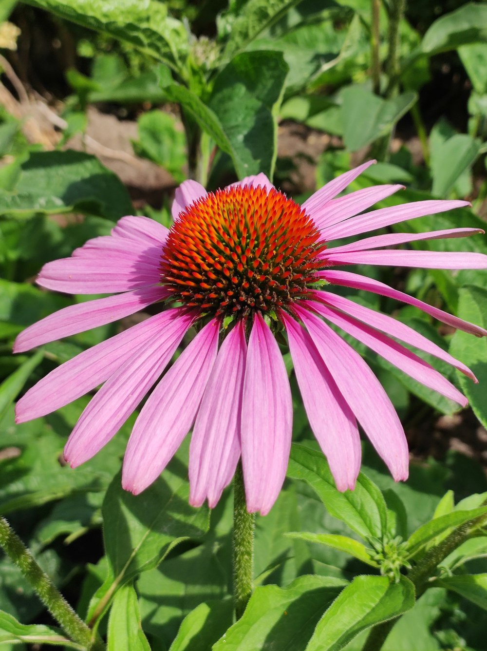 a purple flower with green leaves