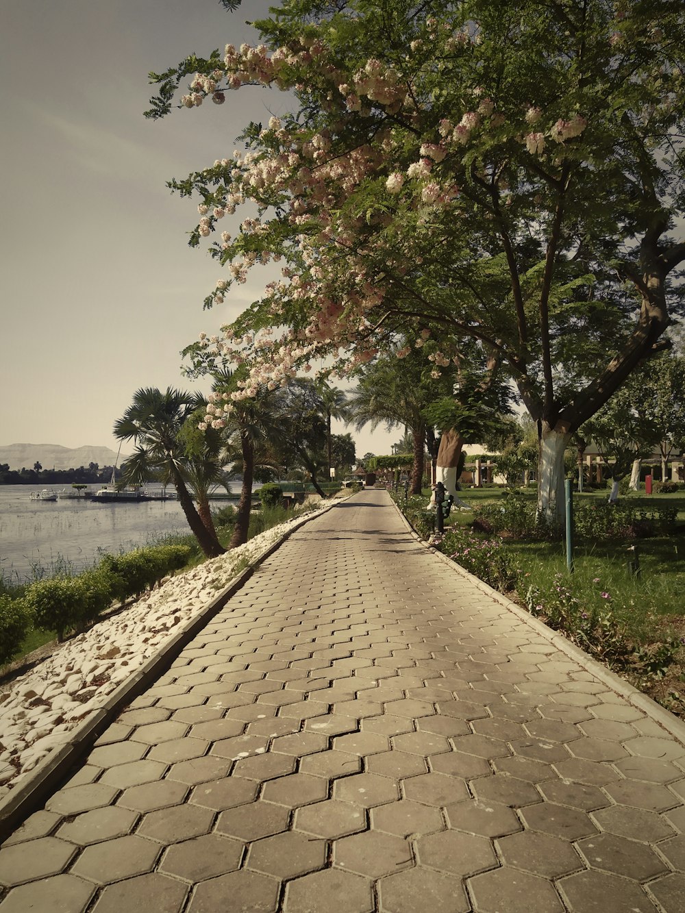 a path with trees on the side