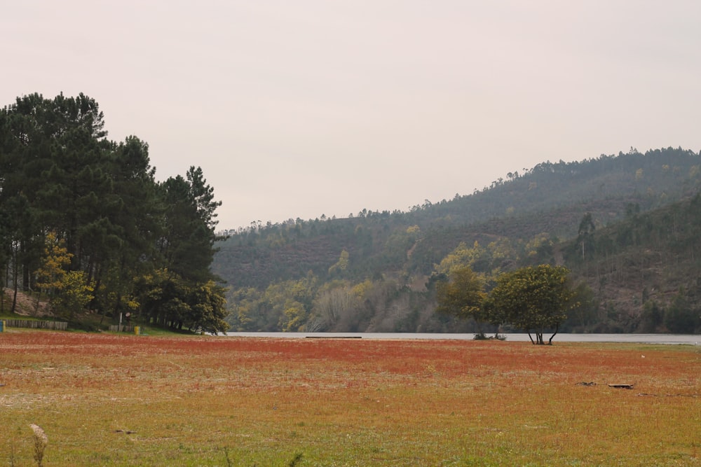 a field with trees and a body of water in the background