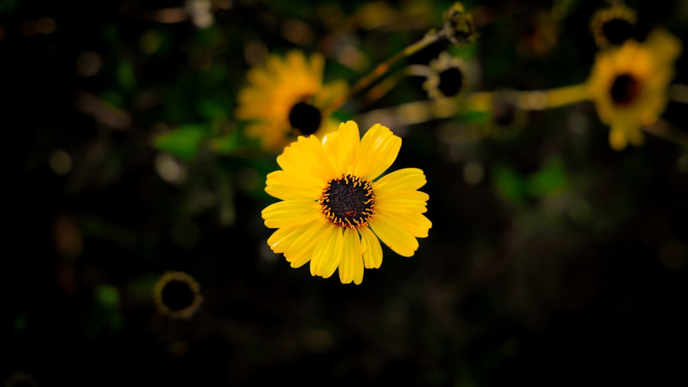 Un primer plano de una flor