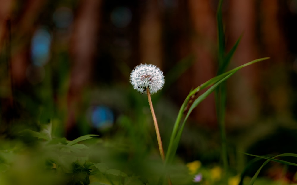 a close up of a flower