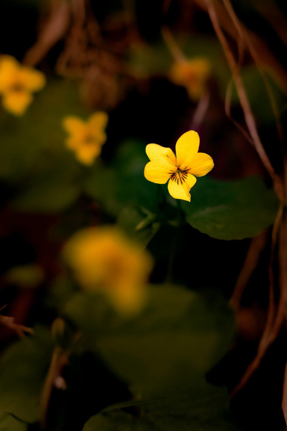 a close up of a flower