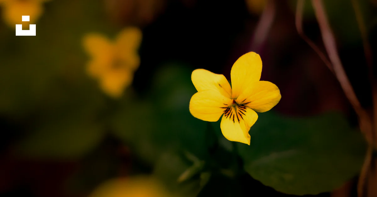 A close up of a flower photo – Free Flower Image on Unsplash