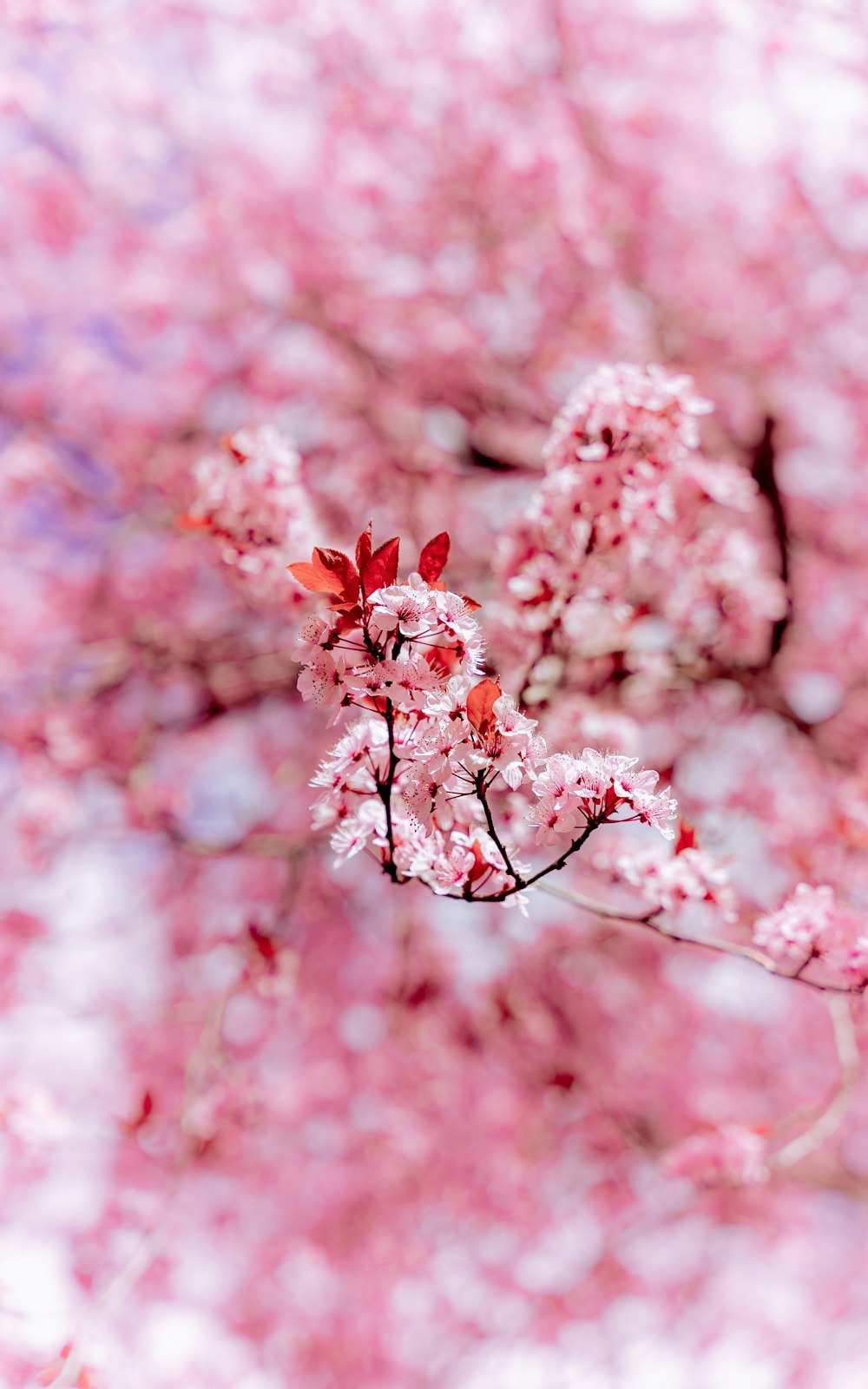 a close up of a flower