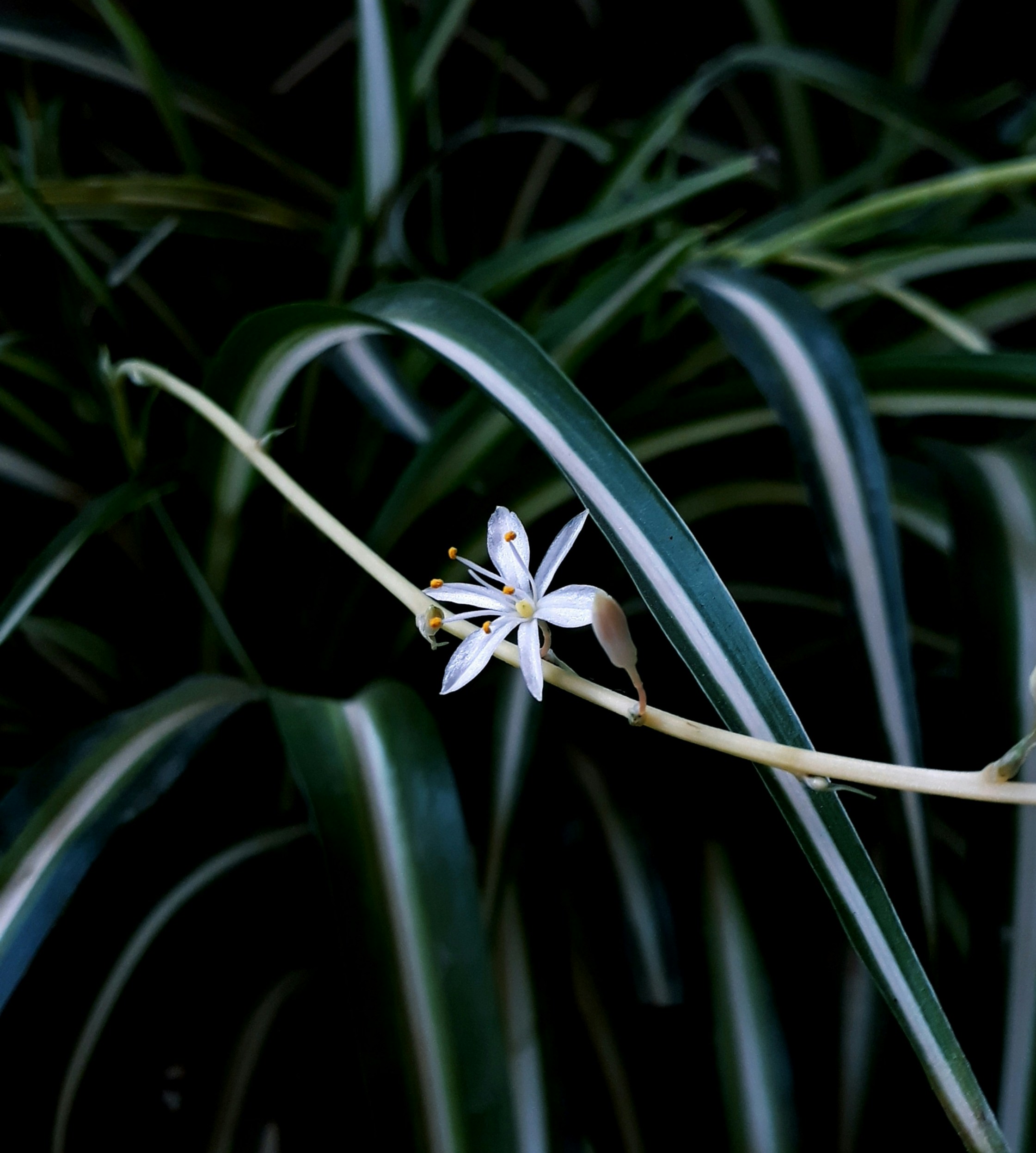 Photo by ikrams_lens