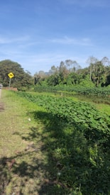 A serene natural landscape featuring lush green foliage, a small body of water running alongside vibrant vegetation, and a clear blue sky. A yellow road sign is visible on the left side, suggesting proximity to a road.