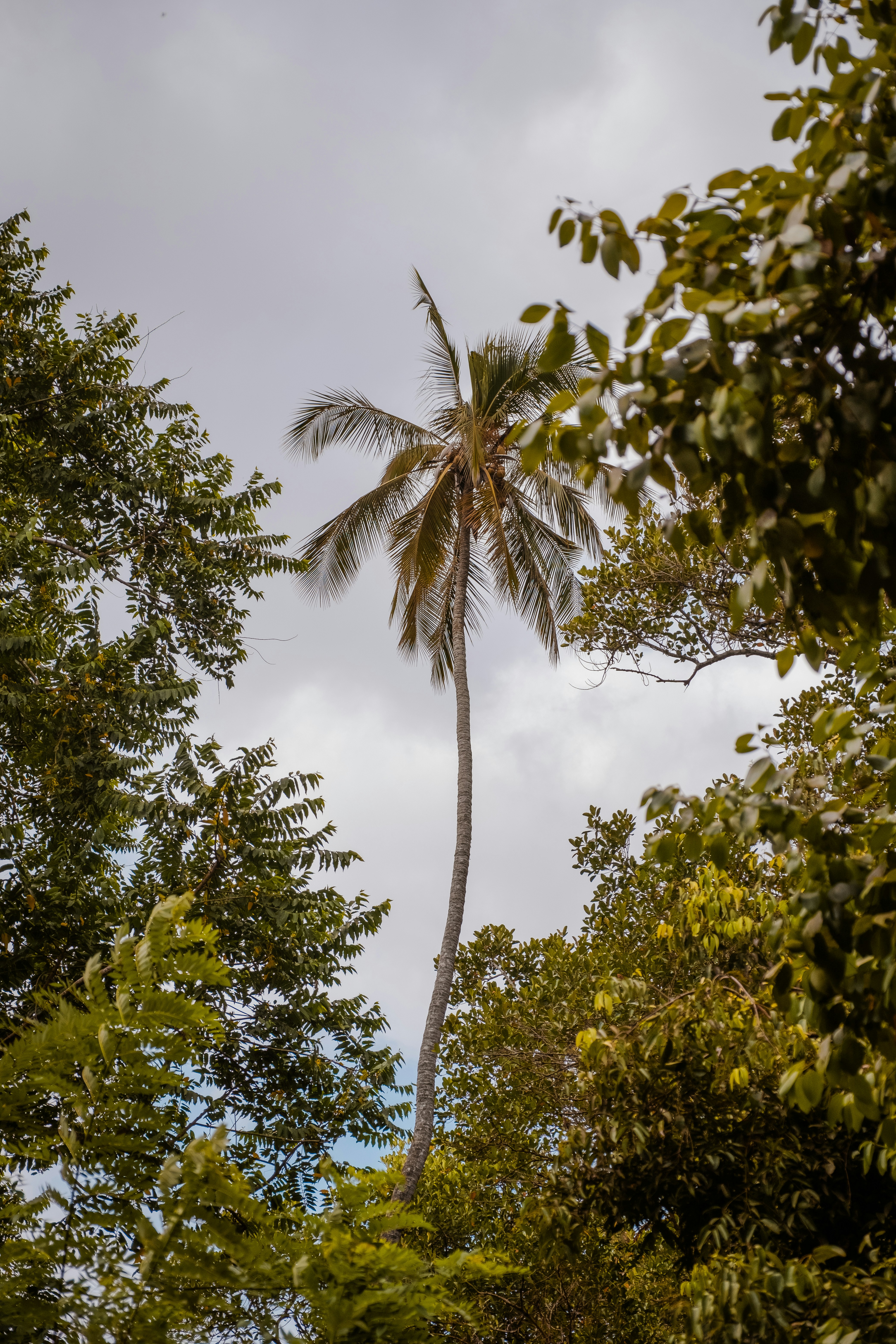eine Palme mit Blättern