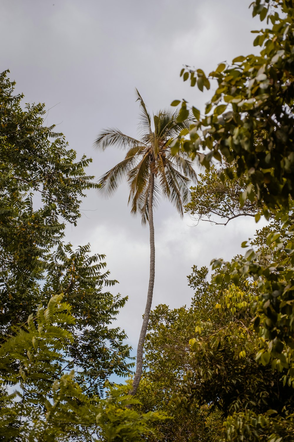 a palm tree with leaves