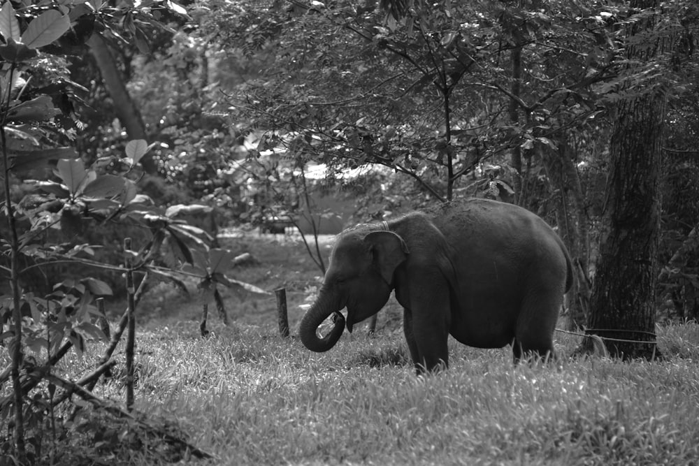 an elephant in a meadow