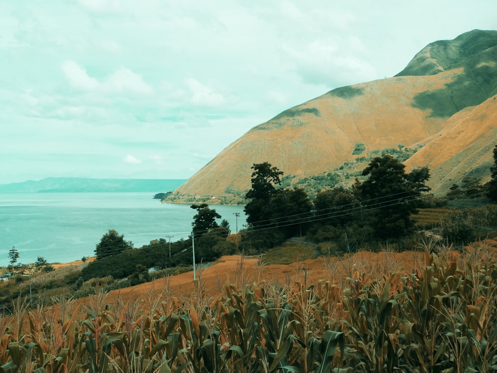 a grassy area with a body of water in the background