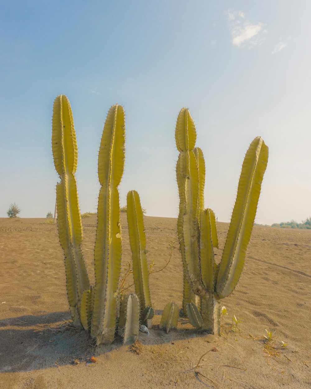 a group of cactus in a desert