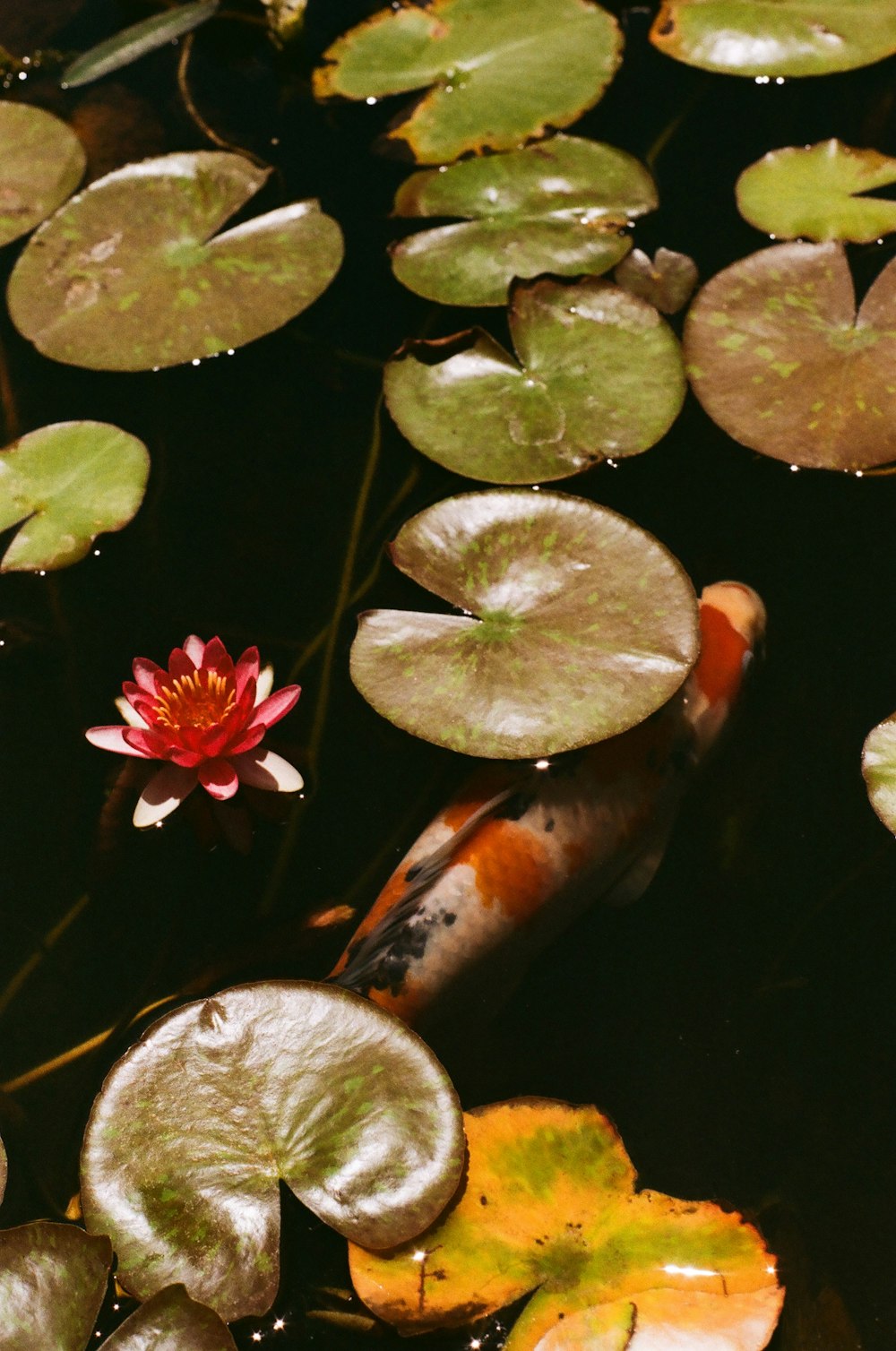 una flor flotando en el agua