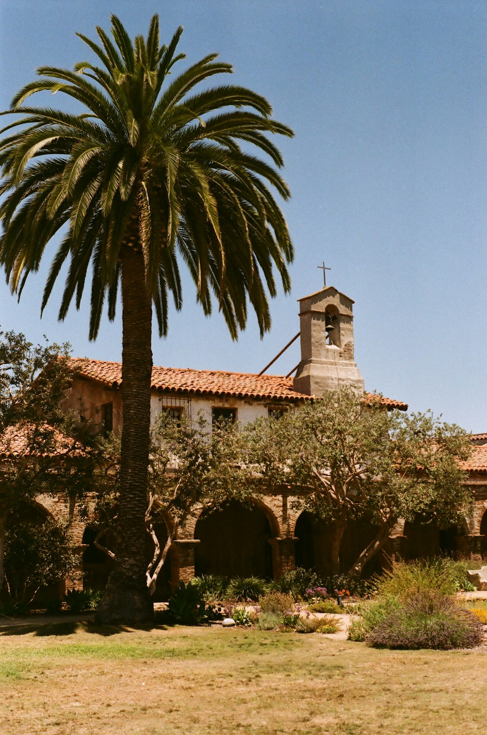 uma palmeira na frente de uma igreja
