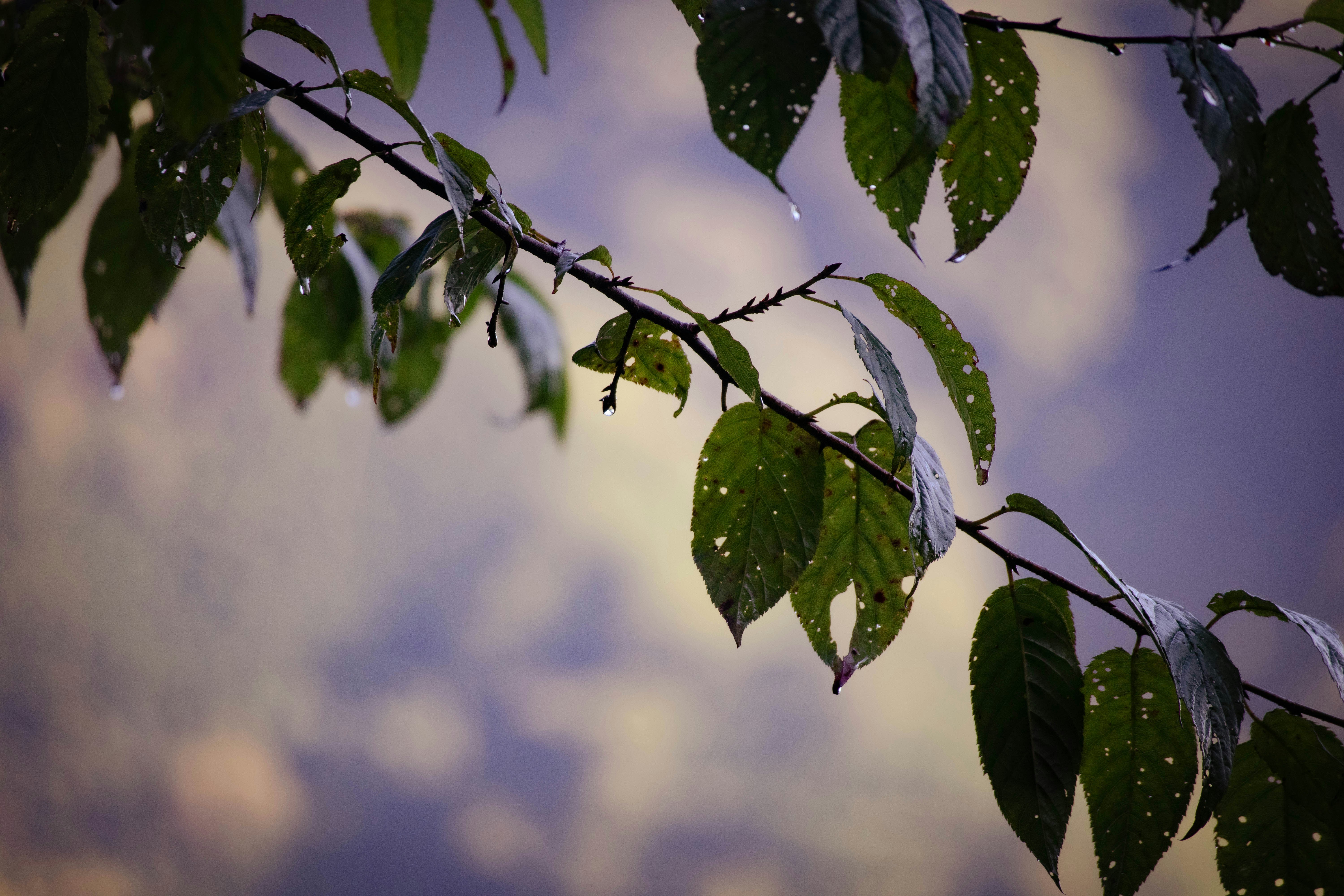 A close up of a tree branch photo – Free Grey Image on Unsplash