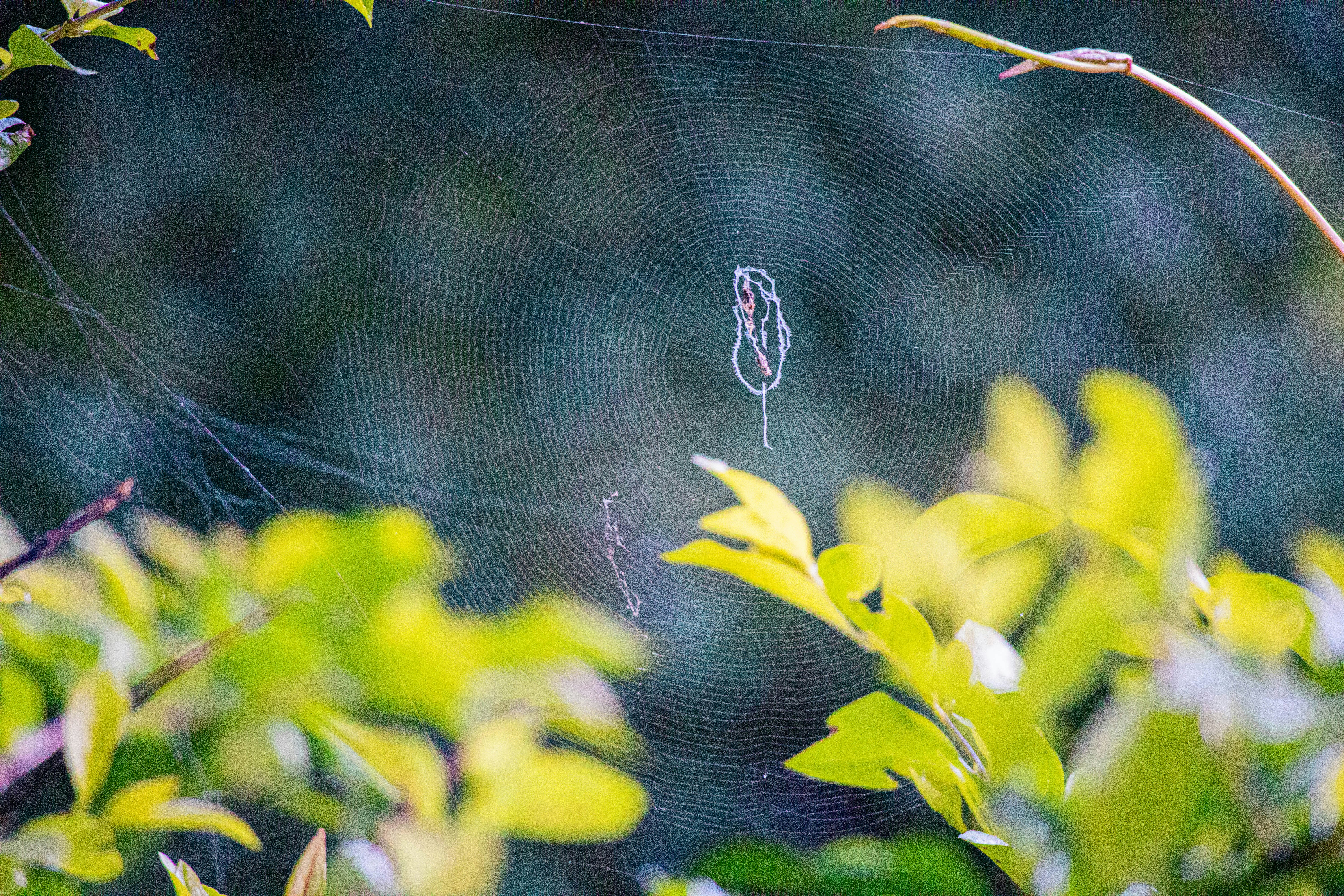 a spider in a web