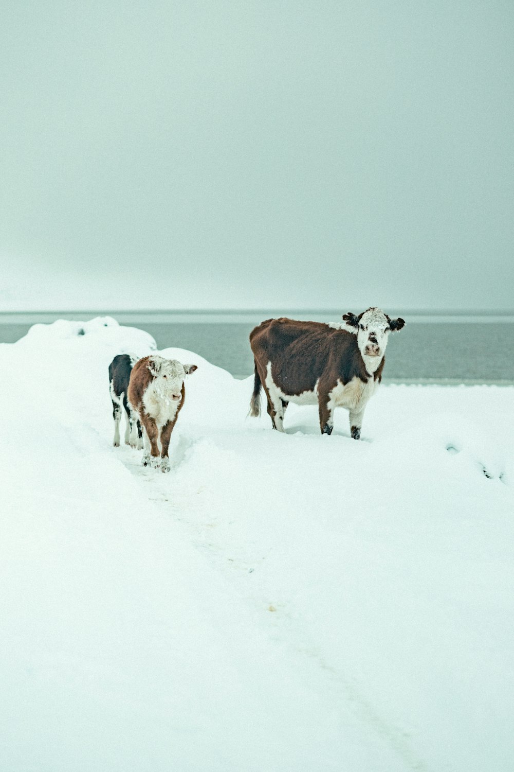 cows standing in snow