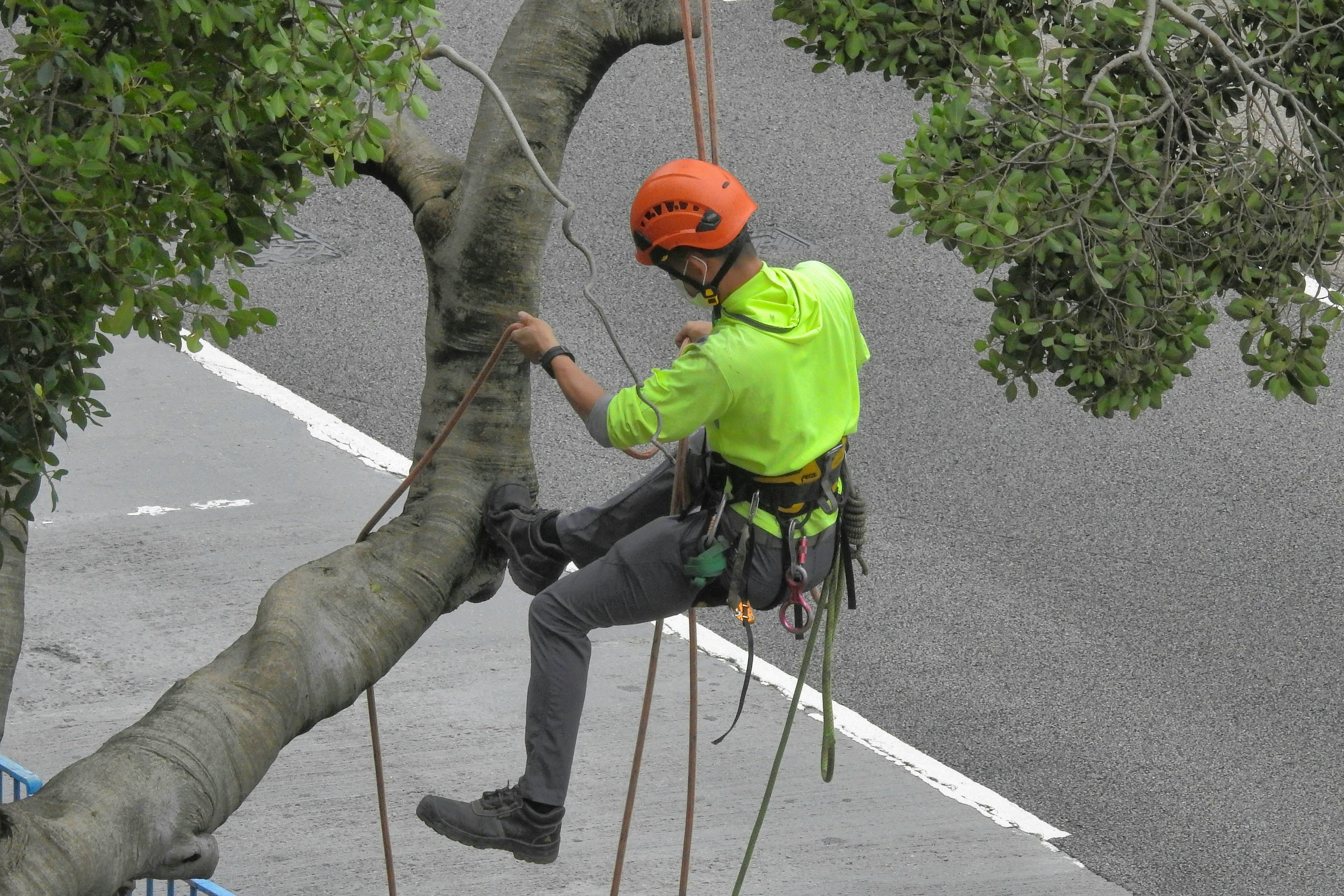 a person climbing a tree