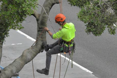 a person climbing a tree