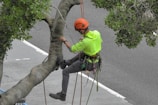 a person climbing a tree