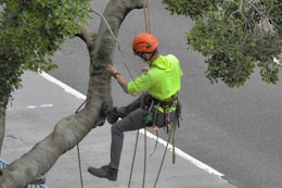 a person climbing a tree