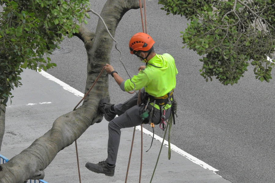 Installing structural support cables in mature oak tree canopy