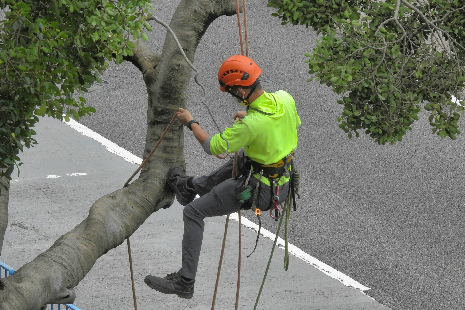 a person climbing a tree