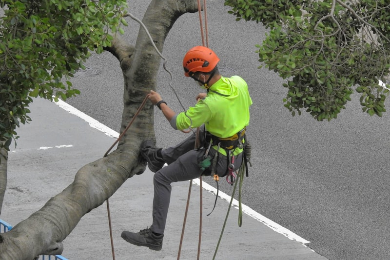 Pekerja tebang pokok dengan peralatan keselamatan lengkap