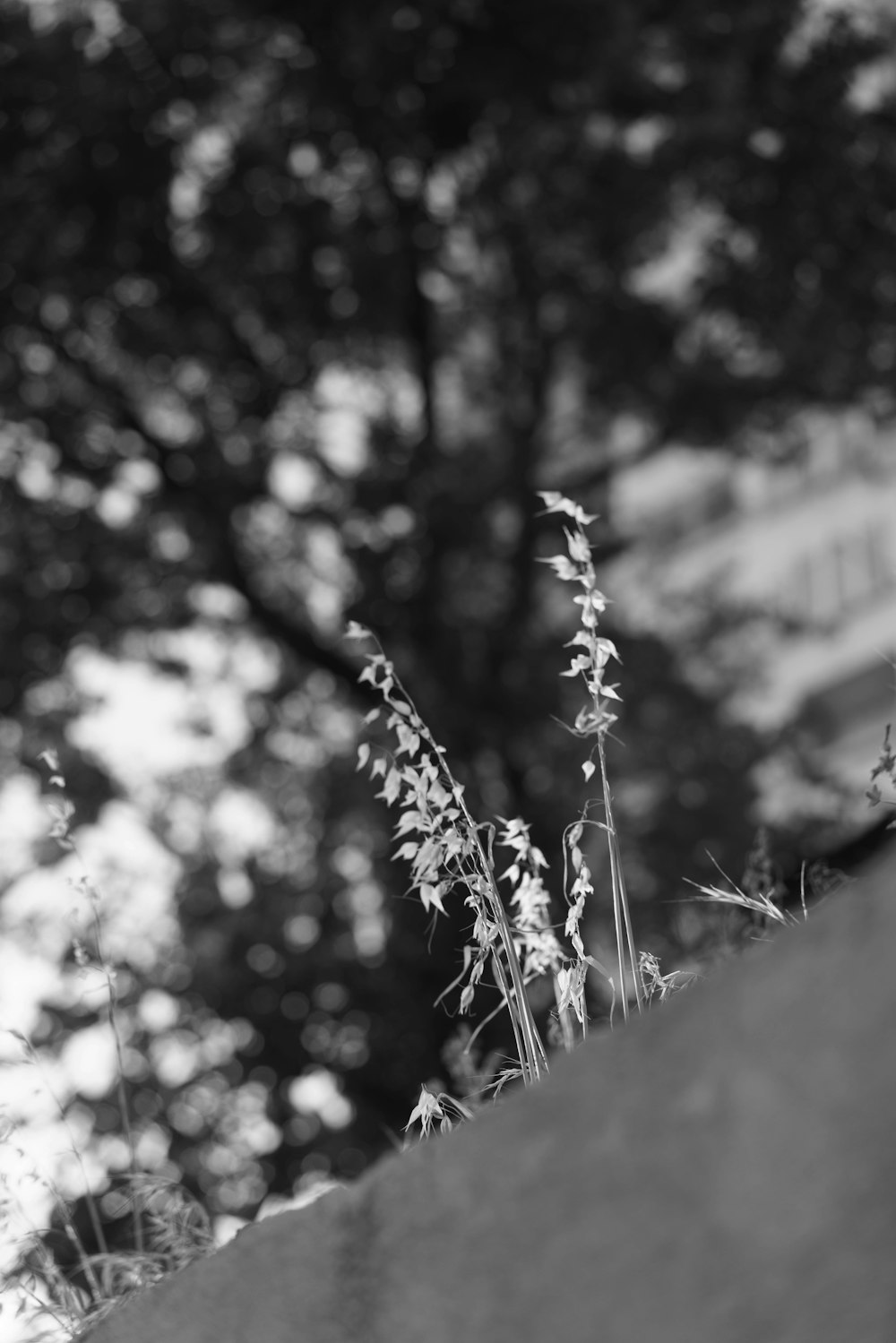 a close-up of a plant