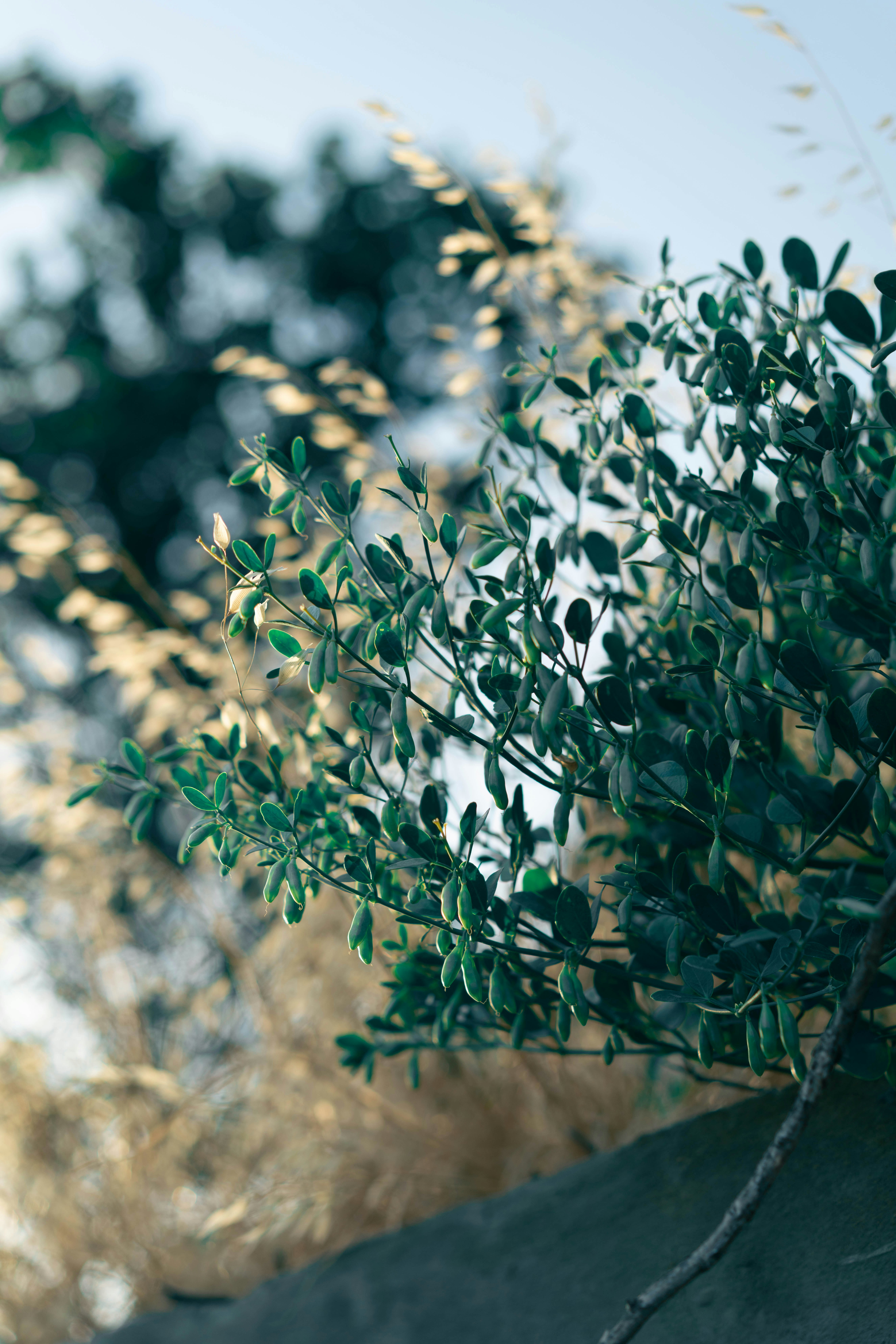 Photo by fairycarousel