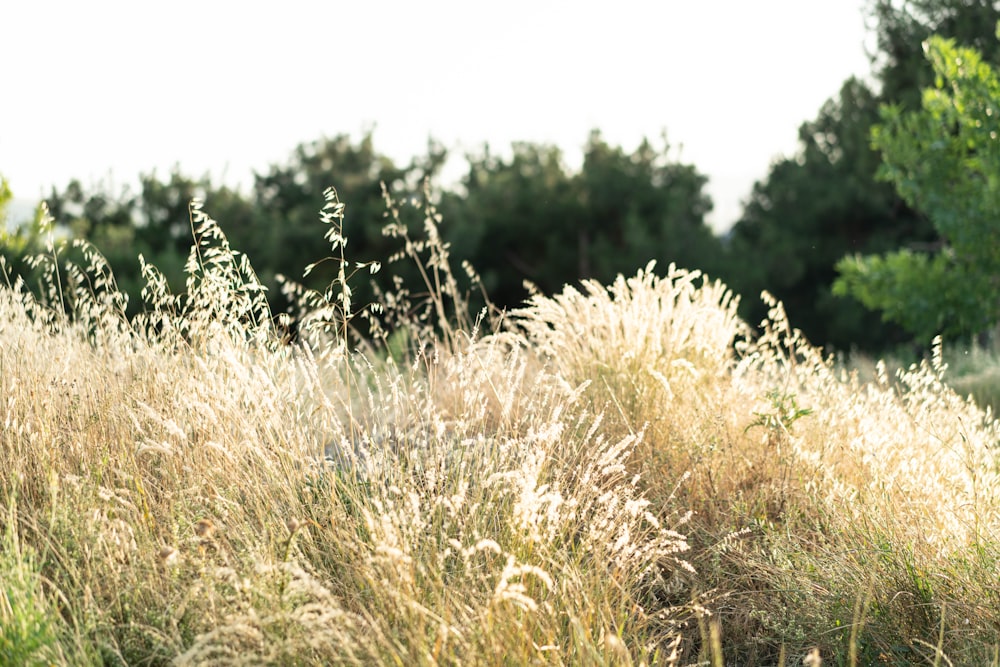 a field of tall grass