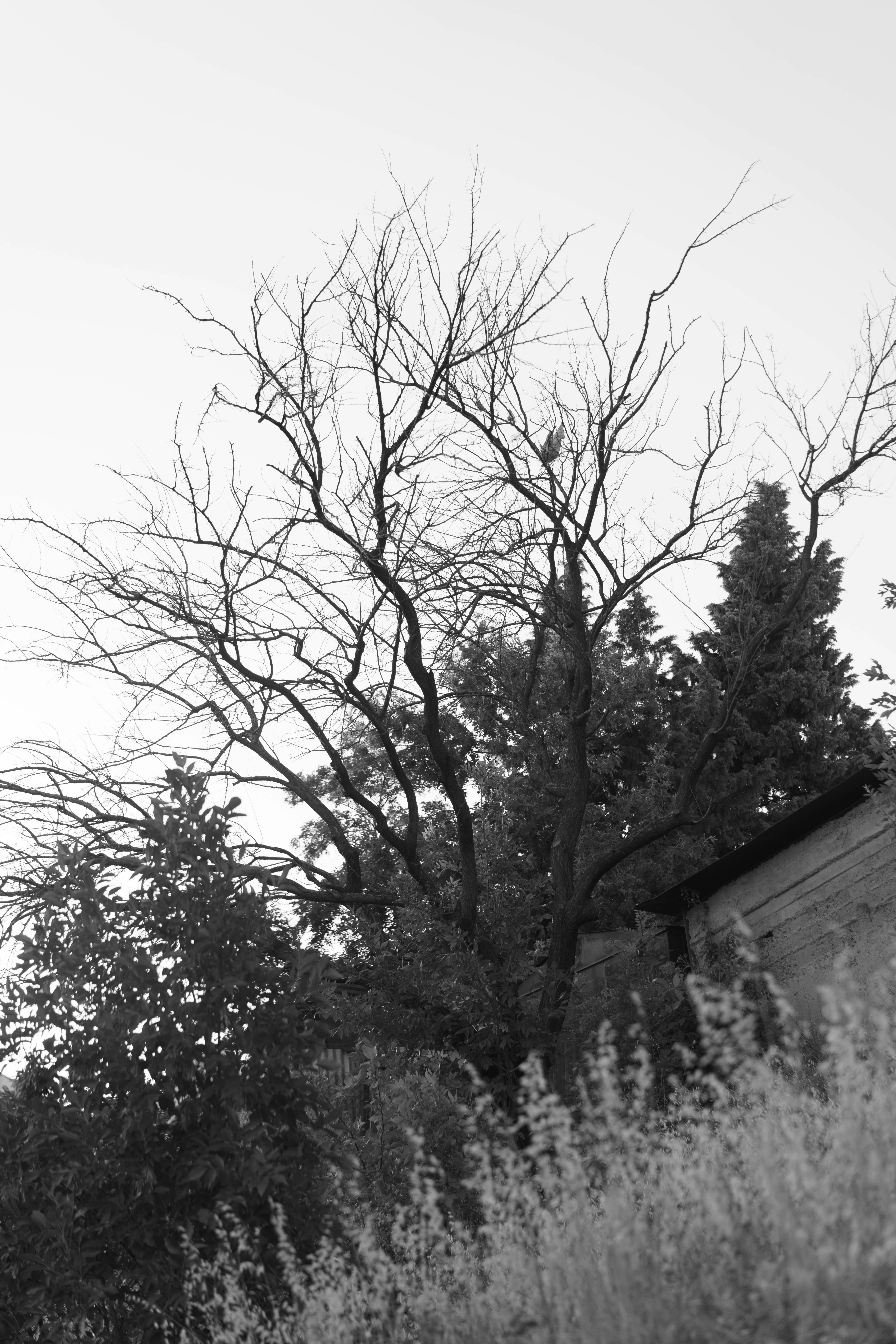 Photo by fairycarousel