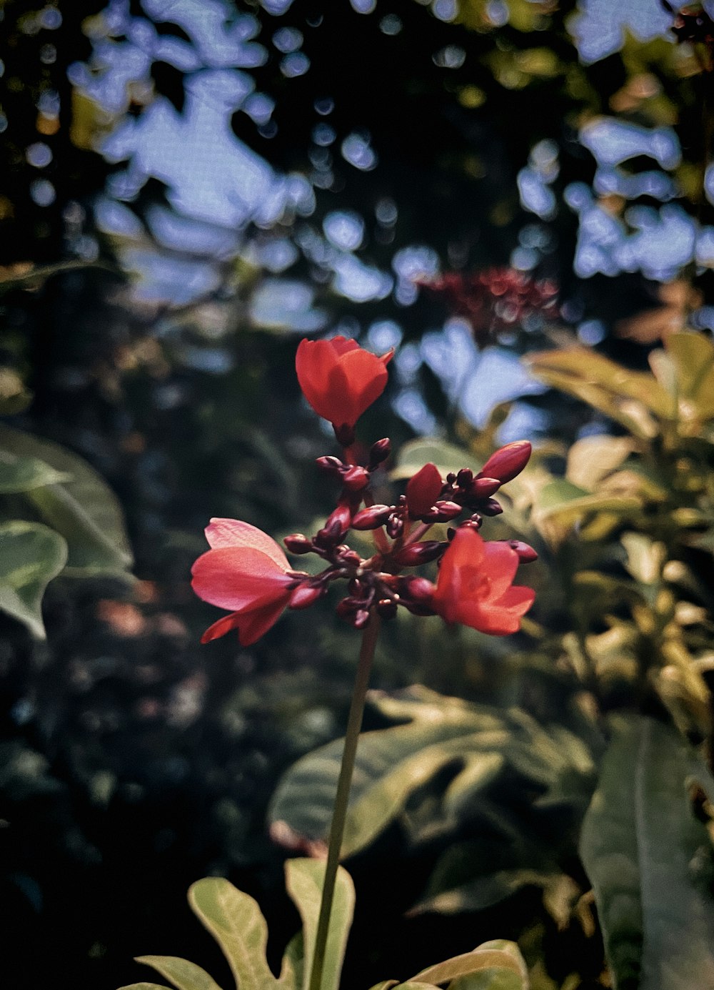 a close up of a red flower