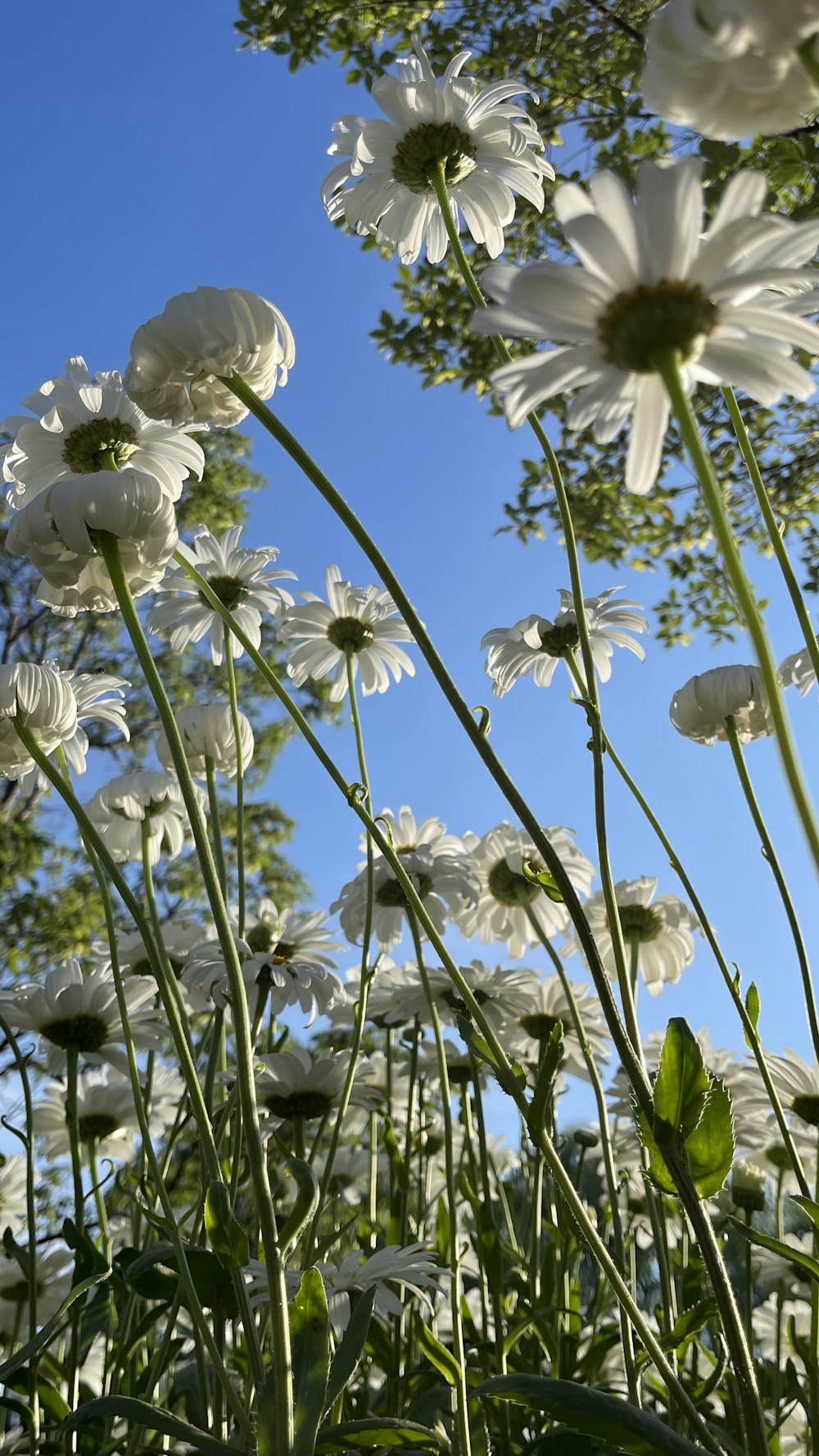 a close up of white flowers