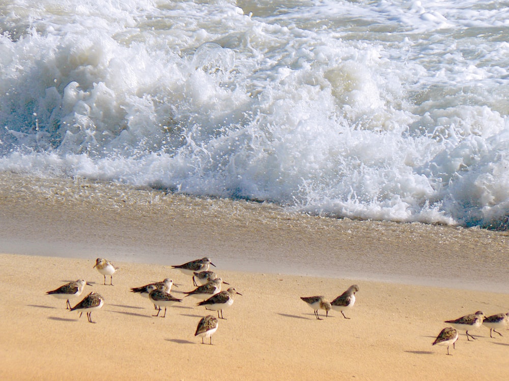 Un gruppo di uccelli su una spiaggia