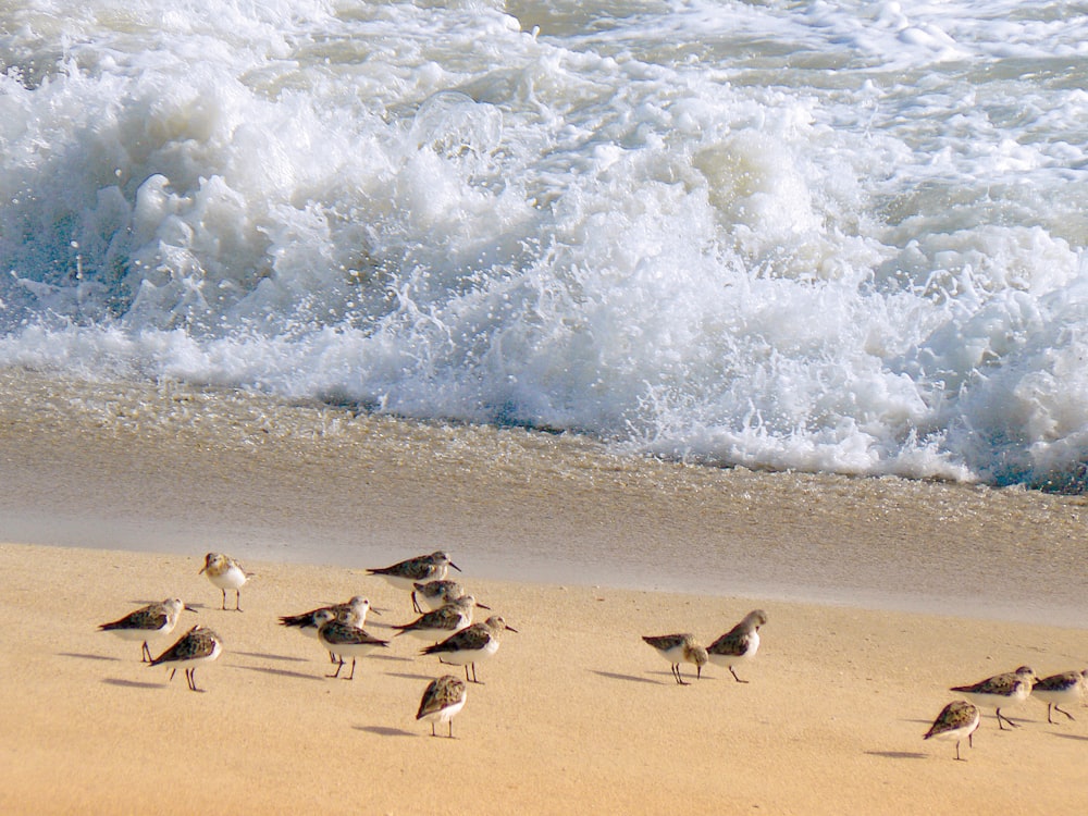 a group of birds on a beach