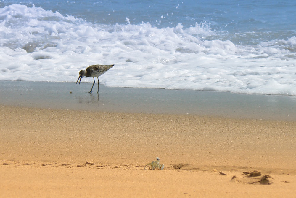 a bird walking on the beach