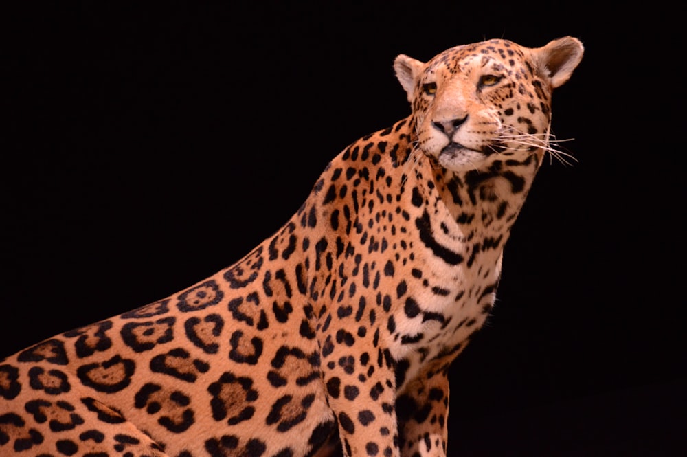 a leopard with a long mane