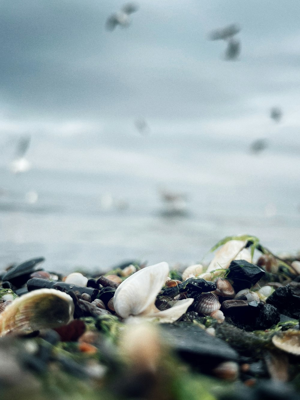 a group of sea shells on a beach