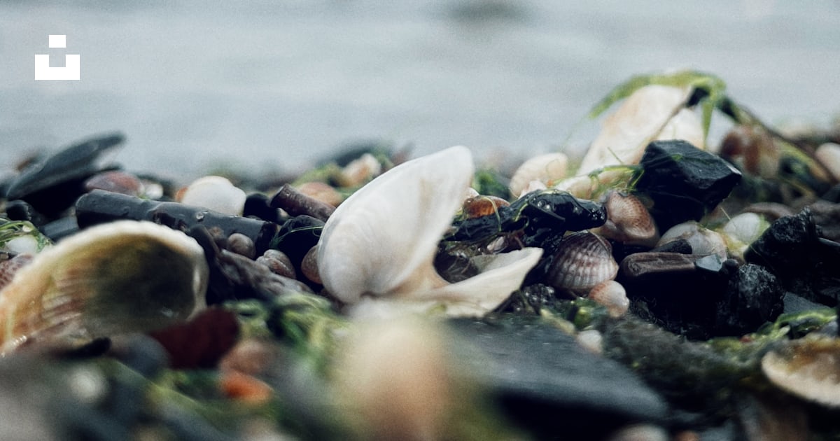A group of sea shells on a beach photo – Free Baltic sea Image on Unsplash