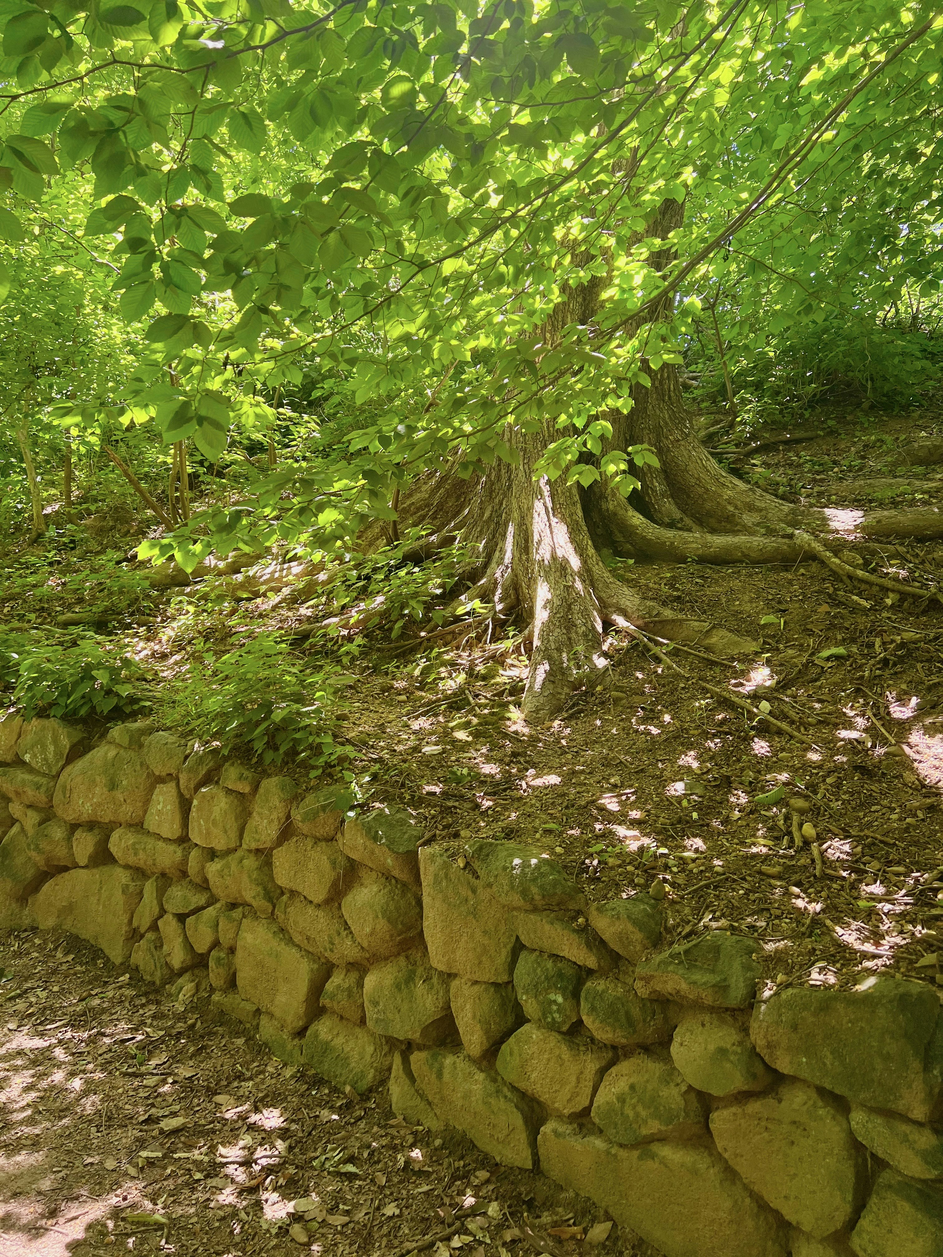 Photo by sarahspcreates