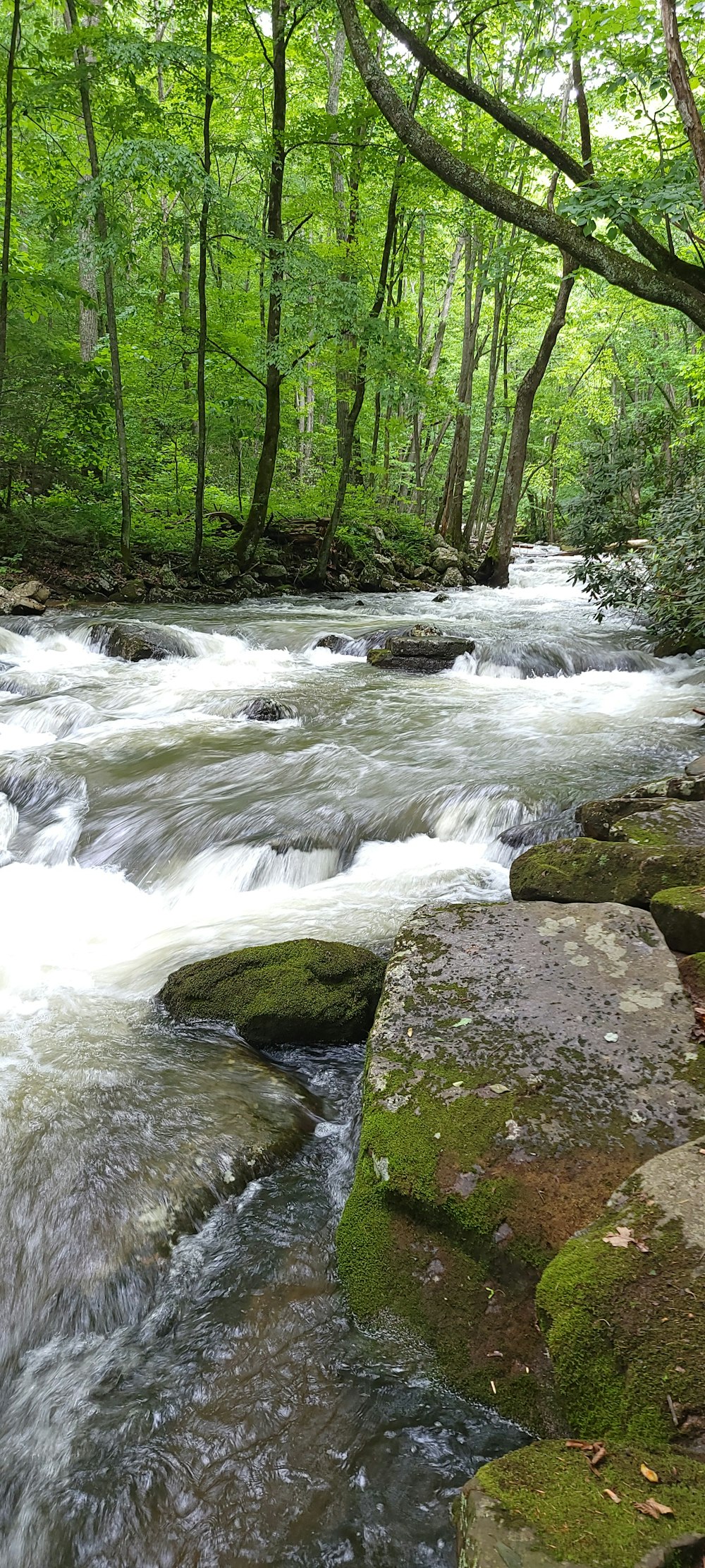 a river with rocks and trees