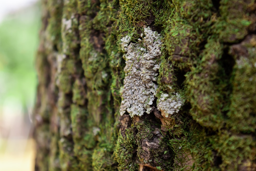 a close up of a tree