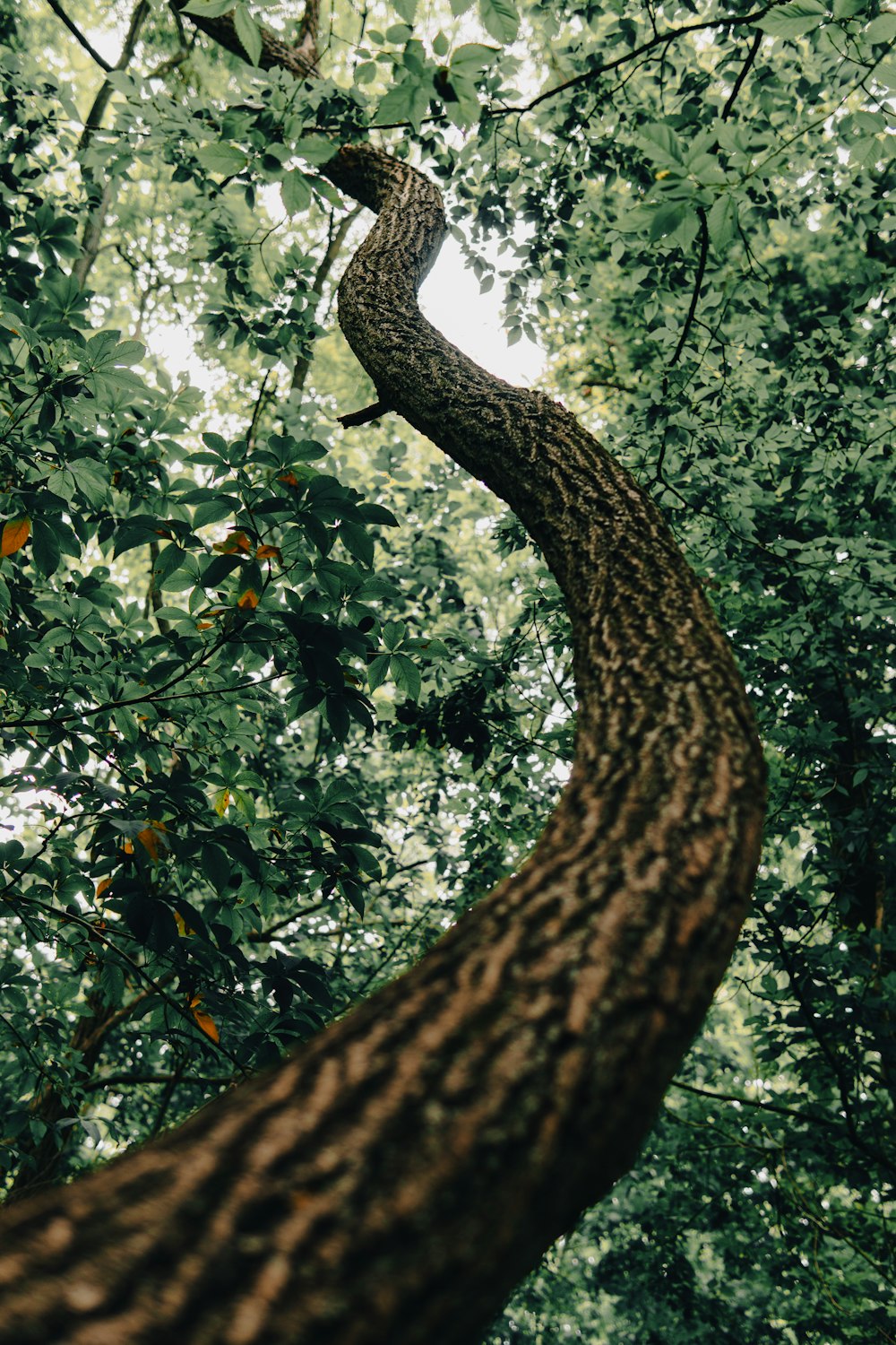 a tree with a large branch