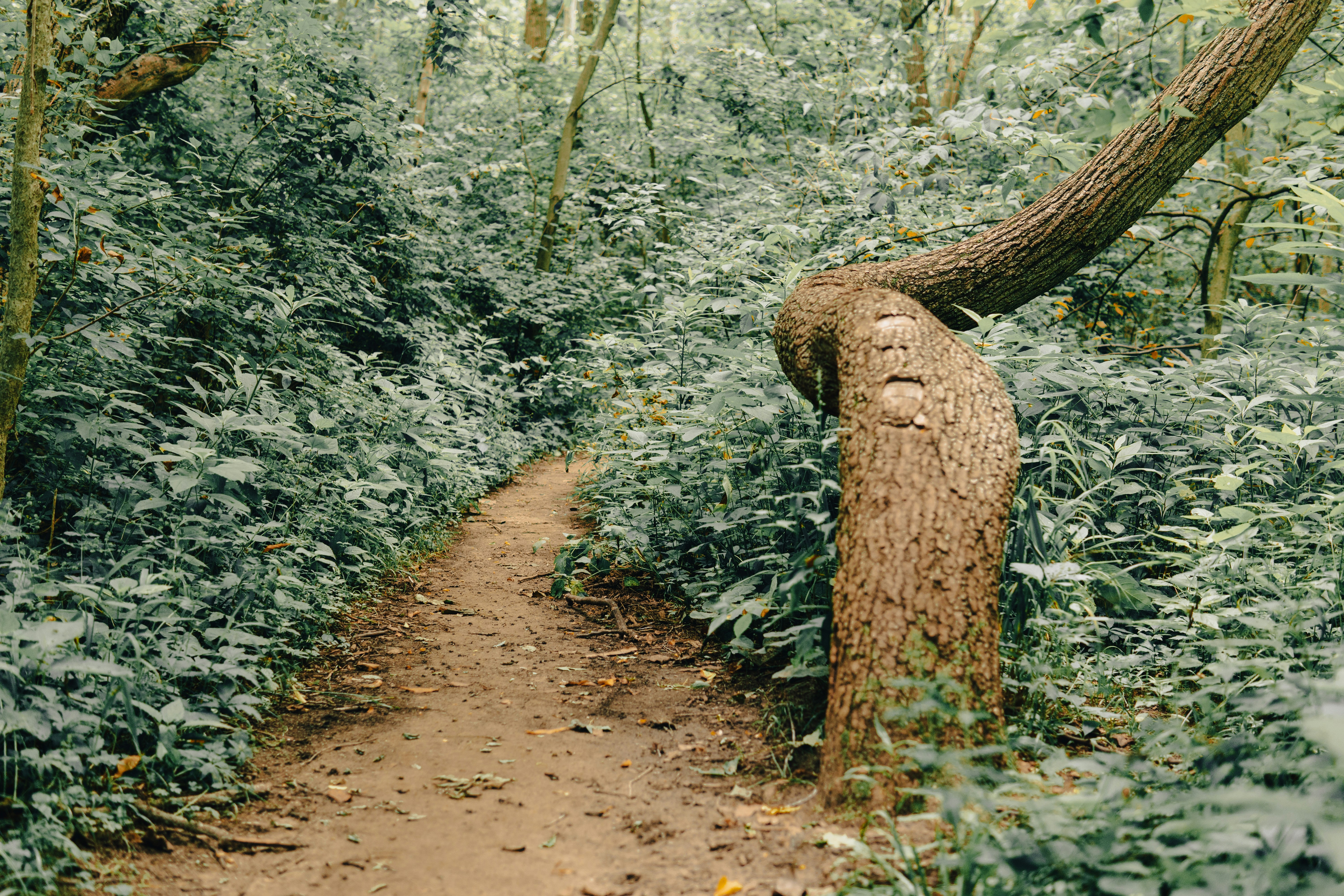 jalan setapak melalui hutan