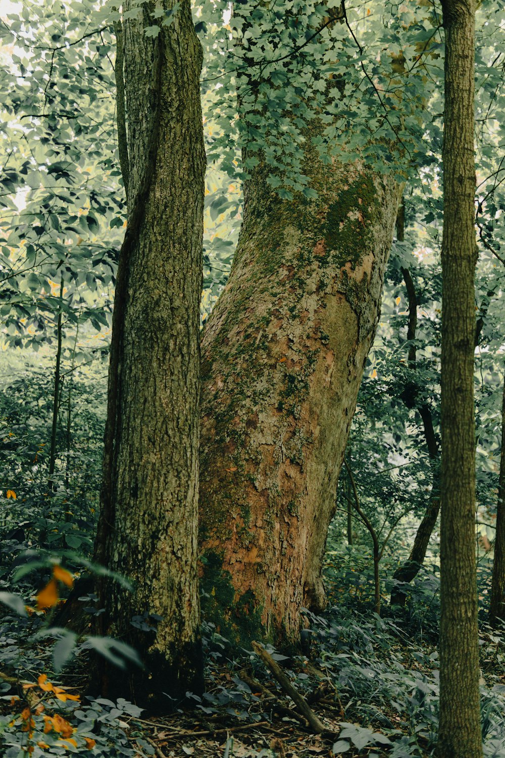 a tree with many trunks