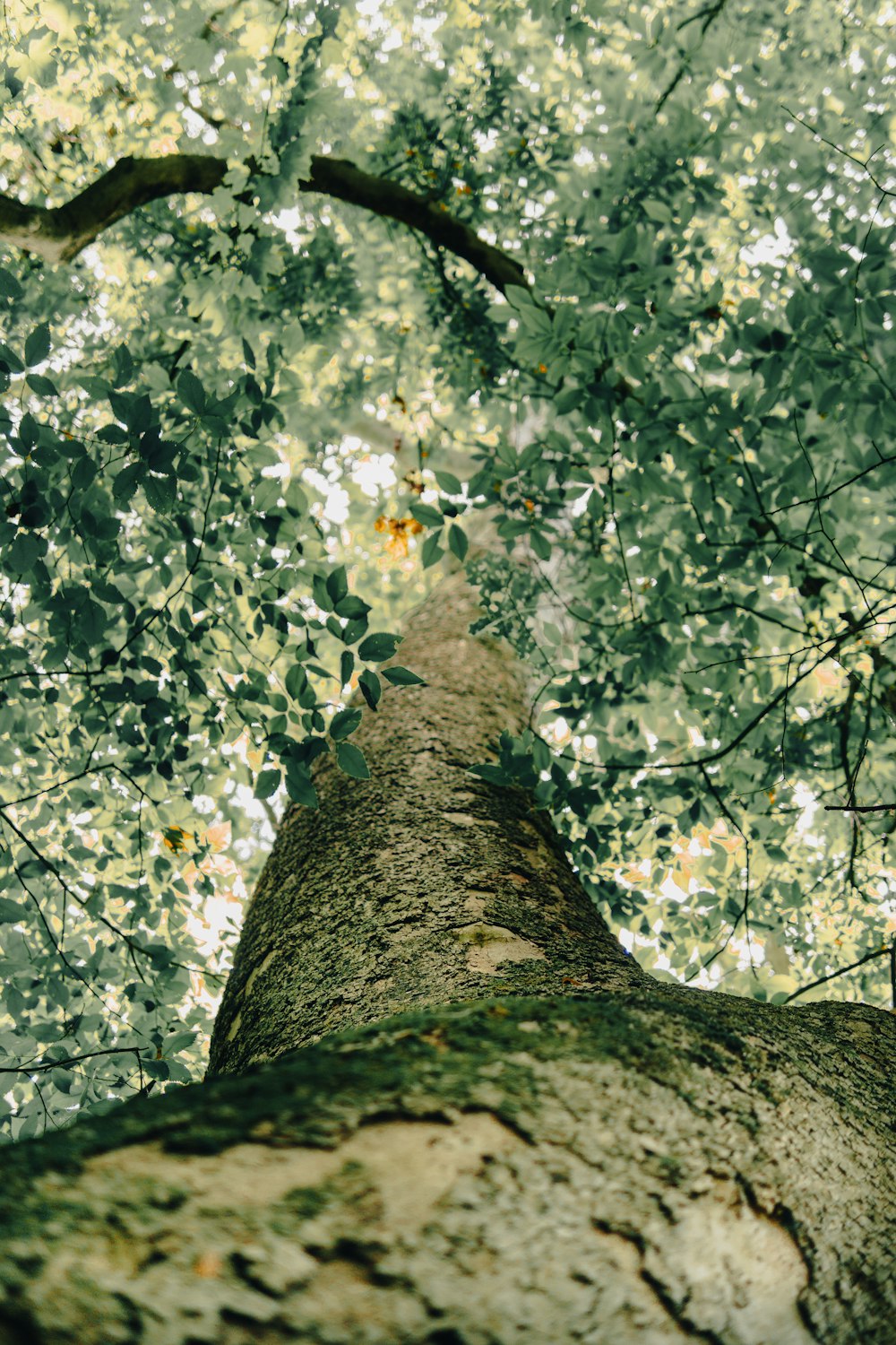 a tree with white flowers