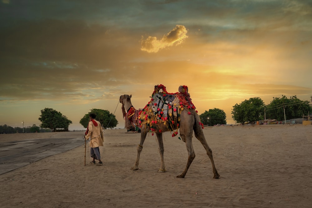 a person walking with a camel