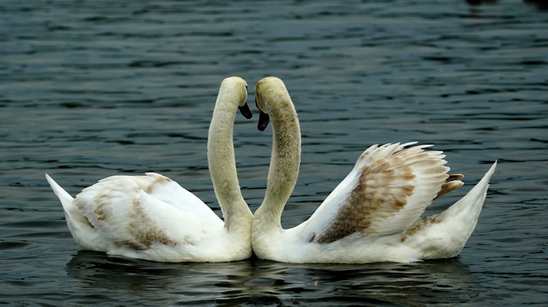 Serene swans in romantic glide