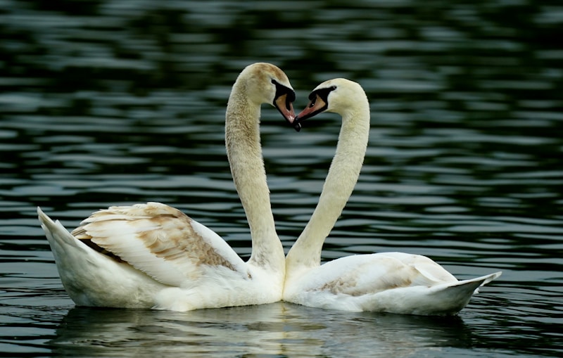 par de cisnes nadando juntos
